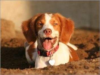 不列塔尼猎犬的体重大约是多少-图1