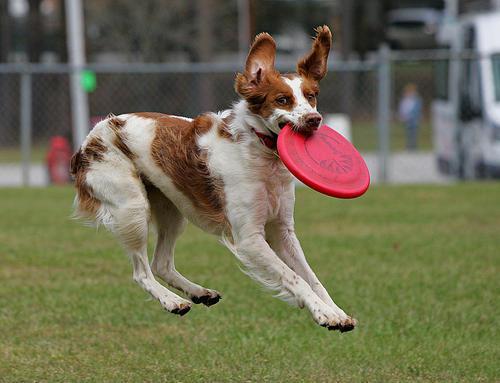 不列塔尼猎犬的体高是多少-图1