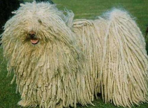 波利犬吃多了拉稀怎么办-图1