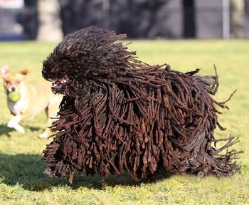 养波利犬注意事项