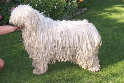 波利犬吃多了吐了怎么办-图1