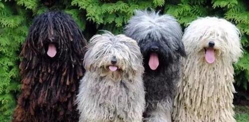 波利犬喜欢什么