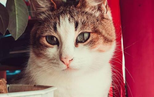 7l猫砂是多少斤-图1