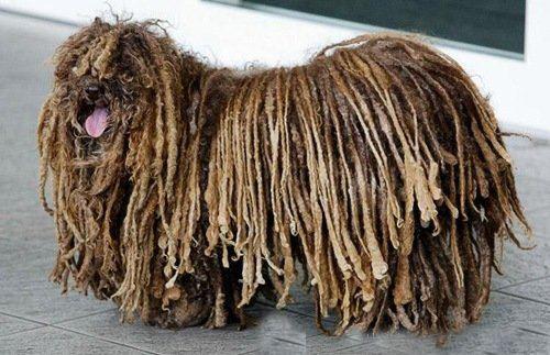 波利犬窝咳吃什么药最好