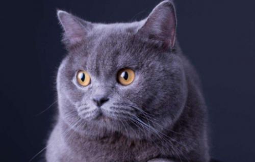 蓝猫身上有暗纹是怎么回事-图1