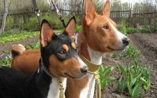 巴仙吉犬如何训练