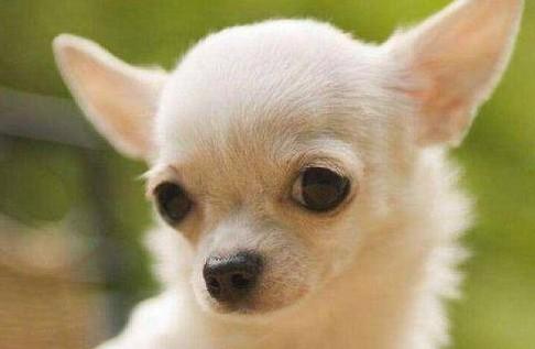 吉娃娃犬有几种