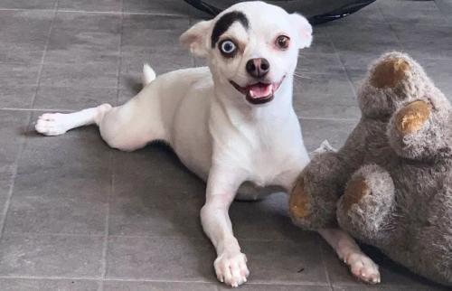 吉娃娃犬长大后的图片-图1