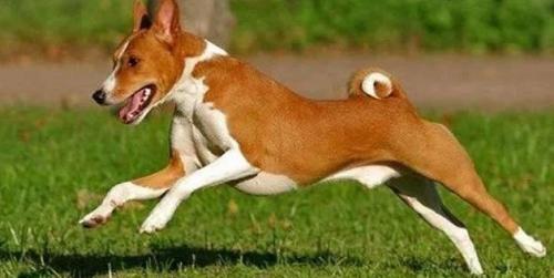 巴仙吉犬生活习惯