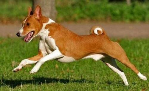 巴仙吉犬需要训练什么-图1