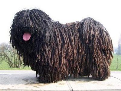 波利犬聪明吗-图1