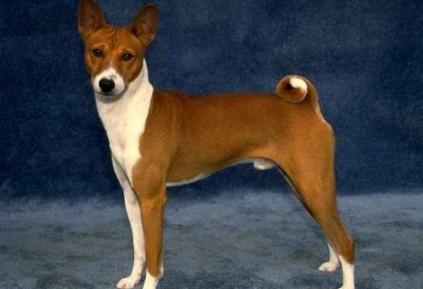 巴仙吉犬一天吃几顿-图1