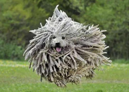 波利犬一天吃几顿-图1