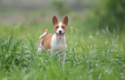 巴仙吉犬掉毛吗-图1