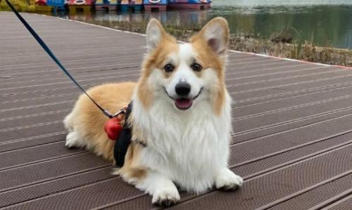 长毛柯基小时候怎么分辨