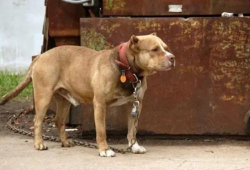 比特犬适合当警犬吗-1