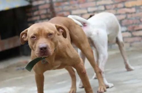 比特犬和坎高犬谁厉害