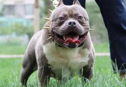 比特斗牛犬能打过狼吗-图1