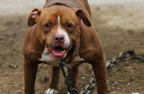 比特犬是什么犬杂交出来的