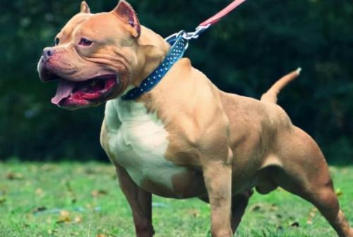 比特犬的性格体型特征-图1