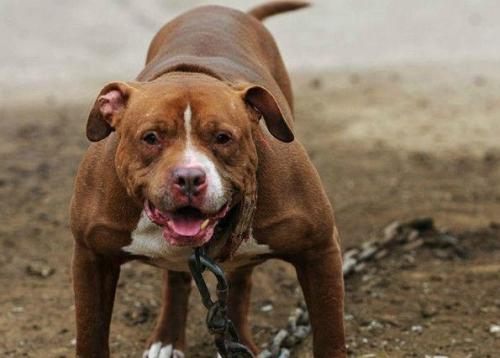 比特犬为什么不能当警犬-图1