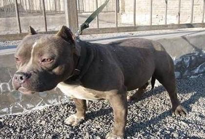 警犬打得过比特犬吗-图1