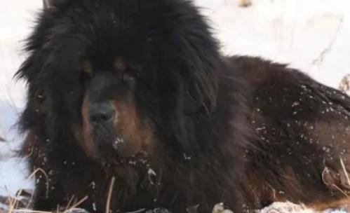 比特犬的战斗力跟藏奏谁厉害-图1