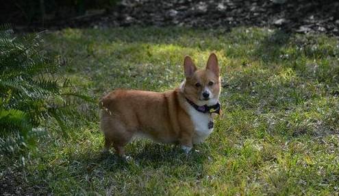 养柯基犬注意事项要注意什么