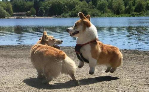 柯基犬为什么不叫-图1