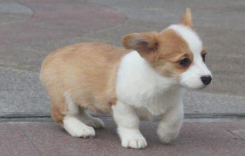 市场价柯基犬多少钱一只-图1