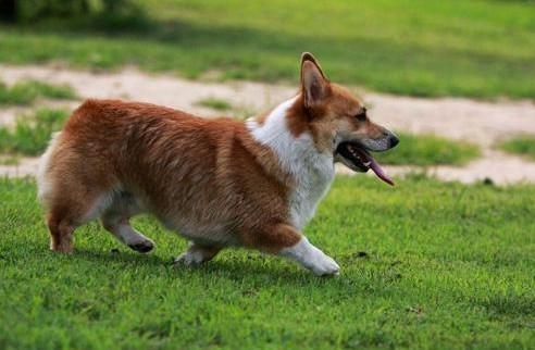 柯基犬属于什么犬种-图1
