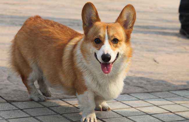 柯基犬该怎么喂养-图1