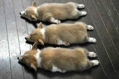 柯基犬需要训练什么-图1