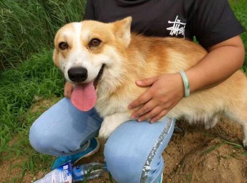 柯基犬如何训练-图1