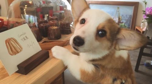 柯基犬两个月不听话怎么办