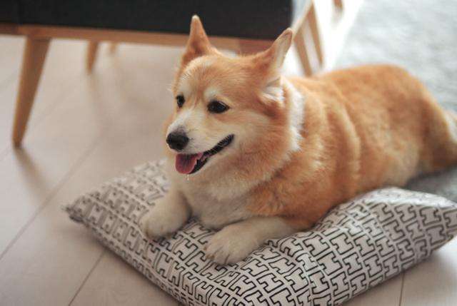 为什么柯基犬那么贵