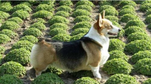 柯基犬什么颜色好