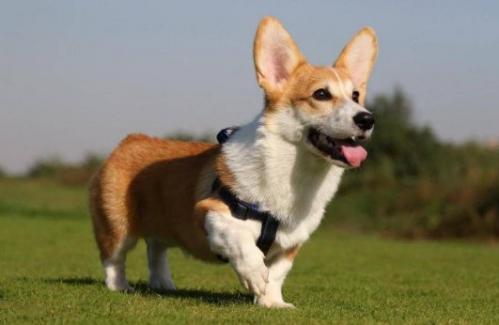 购买柯基犬注意些什么-图1