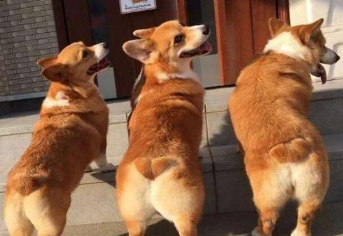 怎么判断柯基犬得了什么病-图1