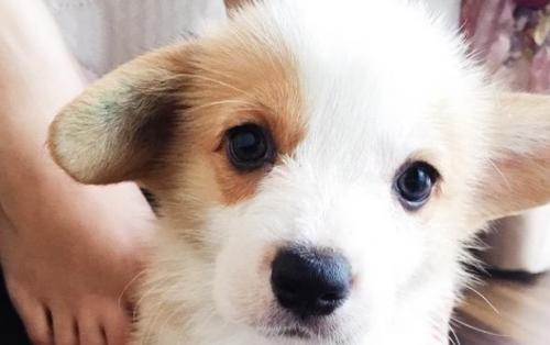柯基犬种犬类公母标准-图1