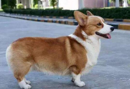 柯基犬窝咳吃什么药最好-图1