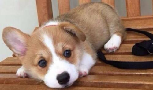 柯基犬在哪里有买卖的-图1