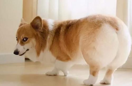 柯基犬讨厌主人的表现-图1