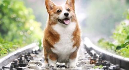 纯种与不纯柯基犬的对比-图1