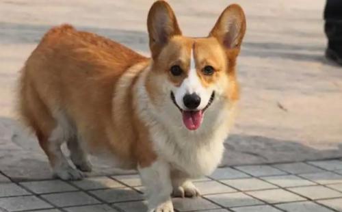 养柯基犬最大的忌讳-图1
