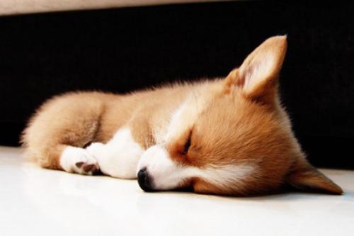 怎样养好柯基犬-图1