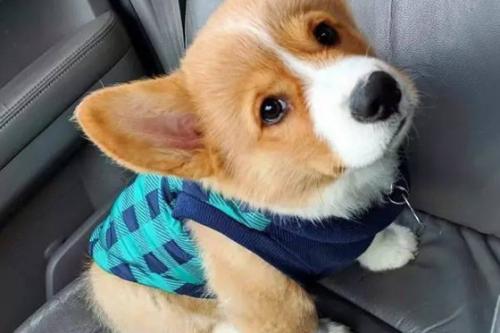 怎样看柯基犬纯不纯-图1