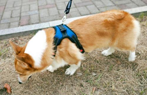 英国皇室皇家柯基犬价格多少钱一只-图1