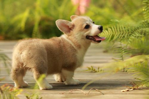五个月柯基犬有多大-图1