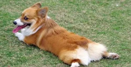柯基得了犬瘟初期症状是什么-图1